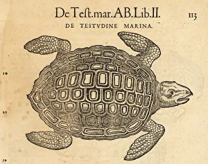 Amphibia Prints: Sea turtle, possibly the loggerhead sea turtle