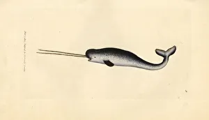 Subjects Gallery: Sea unicorn or narwhal, Monodon monoceros