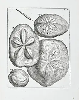 1670 Prints: Sea urchins