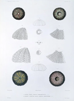 Sea urchins Sea urchins