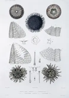 Sea urchins