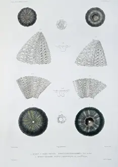 Sea urchins
