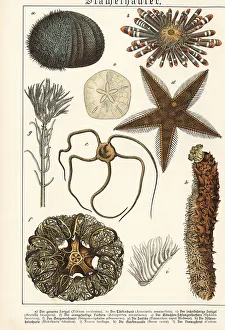Ichthyology Prints: Sea urchins, starfish, etc