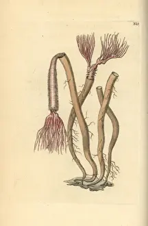 Sea worm, Amphitrite ventilabrum