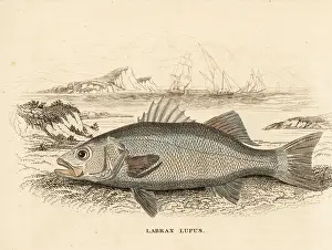 Lupus Prints: Seabass, Dicentrarchus labrax