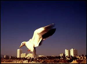 Seabird Prints: Seabird Santa Monica, California, USA