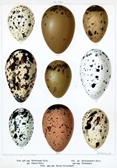 Eggs Prints: Seabirds Eggs