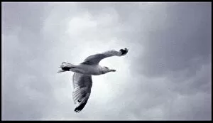 Images Dated 21st September 2015: Seagull in flight