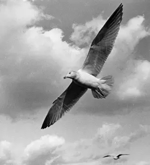 Seagull in flight