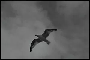 Seagull in flight black and white