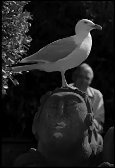 Seagull Prints: Seagull perched on stone head Whitby, UK