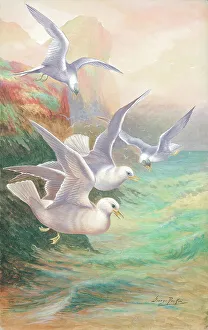Seagulls