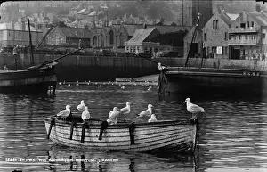 Seagulls Prints: Seagulls on a Boat in St. Ives