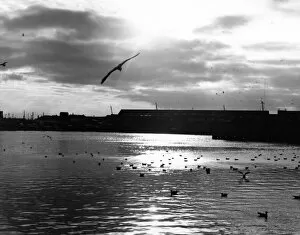 Images Dated 9th November 2011: Seagulls a the Docks