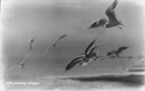 Seagulls Prints: Seagulls in Flight