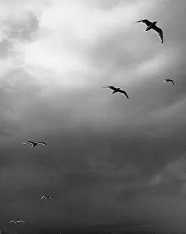 Images Dated 31st August 2016: Seagulls flying away from stormy conditions Off Aran, Scotla