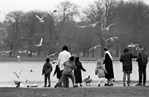 Seagulls Prints: Seagulls and geese, Regents Park, London - 1