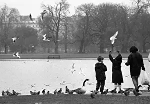 Seagulls Prints: Seagulls and geese, Regents Park, London - 2