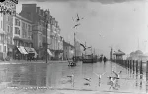 Seagulls at Hastings Seafront