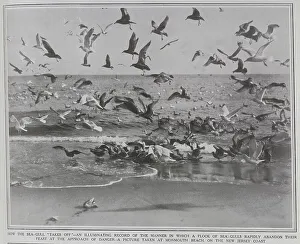 Seagull Prints: Seagulls, New Jersey coast
