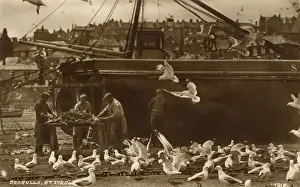 Prepare Prints: Seagulls - St. Ives Harbour, Cornwall - Fishermen and catch