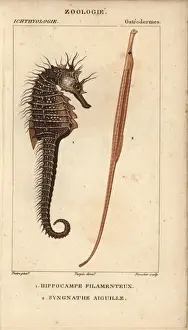 Hippolyte Prints: Seahorse, Hippocampus, and greater pipefish