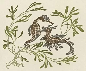 Two seahorses with seaweed