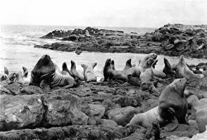 Images Dated 25th February 2011: Seal Colony