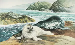 Seal Collection: Seal