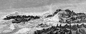 Images Dated 9th November 2004: Seal Point, Bay of San Francisco, 1888