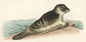 Animals Collection: Seal on Rock