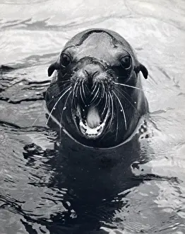 Ears Prints: Seal in water with its mouth open