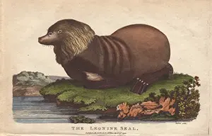 Flavescens Prints: Sealion, Otaria flavescens