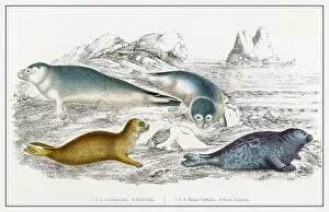Animals Gallery: Seals / Illustration