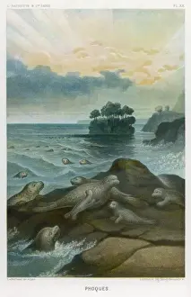 Seals on Rock 1865