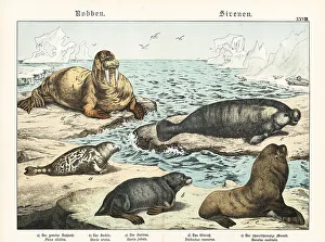 Tierreichs Prints: Seals, sea lion, walrus and manatee