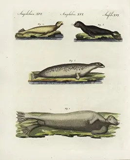 Ringed Prints: Seals and sealions