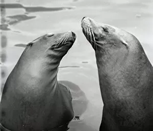 Contented Collection: Two seals at the zoo