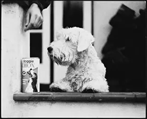 Greedy Prints: Sealyham & Doggy Chox