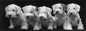 SEALYHAM PUPPIES / 1936