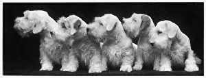SEALYHAM PUPPIES / 1936