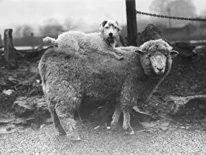 Friend Collection: Sealyham Riding a Sheep