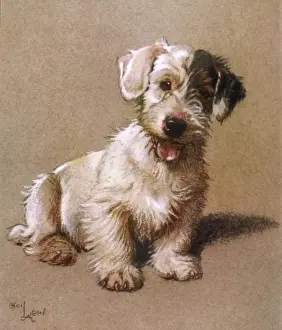 Sealyham Prints: Sealyham Terrier 1928