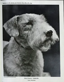 Sealyham Terrier