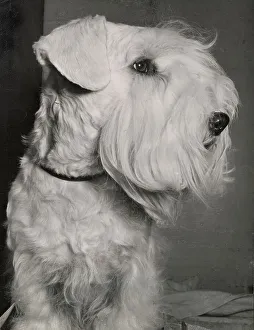 Sealyham Terrier