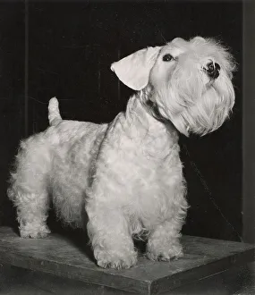Sealyham Terrier