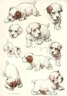 Sealyham Prints: Sealyham Terrier Puppies
