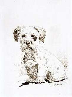 Sealyham terrier puppy by Harry Rountree