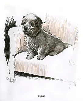 Jemima Prints: Sealyham terrier sitting in an armchair
