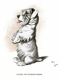 Paws Gallery: Sealyham terrier sitting up and begging
